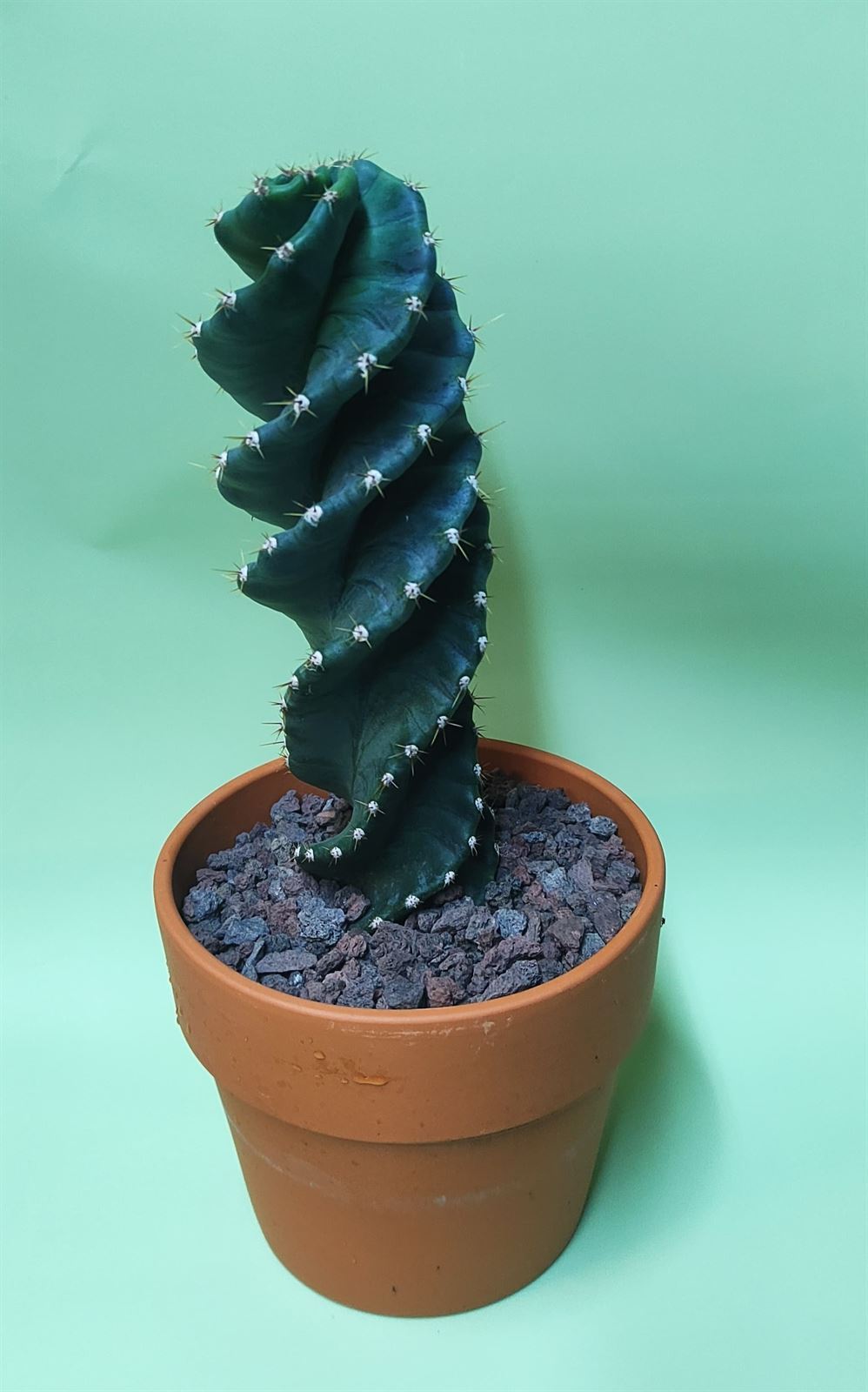 Cactus Pierre - Imagen 1