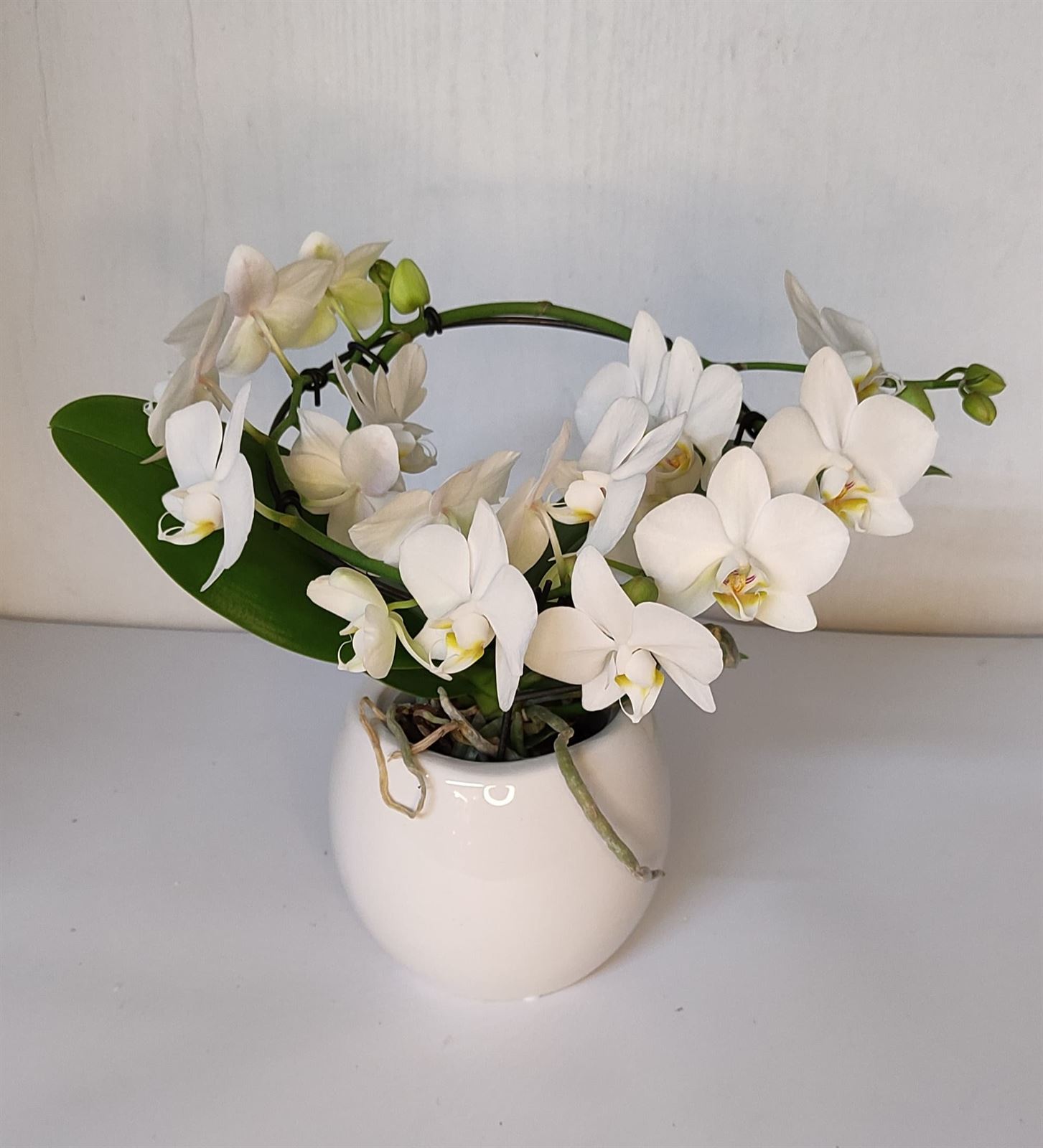 Orquídea coroa - Imagen 1
