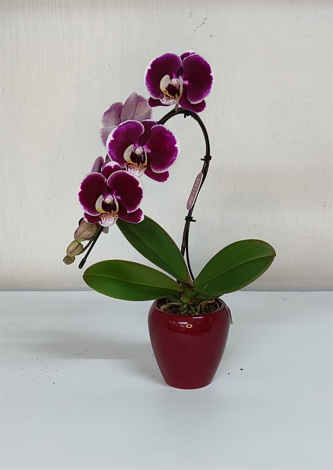 Orquídea mini cascada - Imagen 1