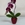 Orquídea mini cascada - Imagen 1
