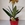 Orquídea zapatito de venus - Imagen 1
