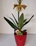 Orquídea zapatito de venus - Imagen 1