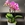 Planta orquídea Phaleapnosis - Imagen 1