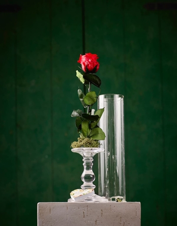 Rosas Preservadas de colores - DecoFlor